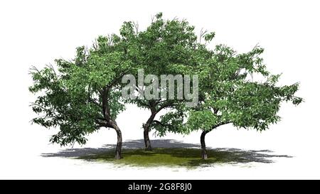 A group of Hook Thorn trees with shadow on the floor on green area - isolated on white background - 3D illustration Stock Photo