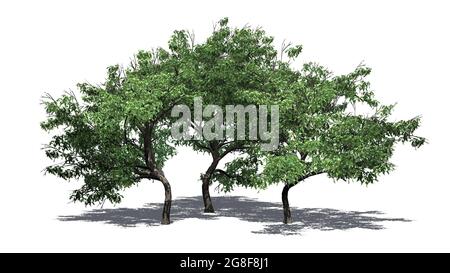 A group of Hook Thorn trees with shadow on the floor - isolated on white background - 3D illustration Stock Photo