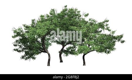 A group of Hook Thorn trees - isolated on white background - 3D illustration Stock Photo