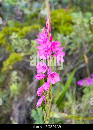 Pink watsonia borbonica flower in bloom at Table Mountain Stock Photo