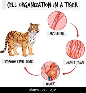 Diagram showing cell organization in a tiger illustration Stock Vector