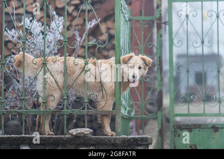 Adorable dog looking from the hole in the fence Stock Photo