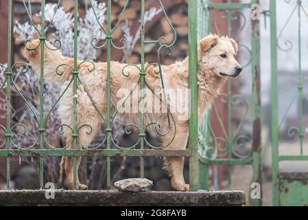 Adorable dog looking from the hole in the fence Stock Photo