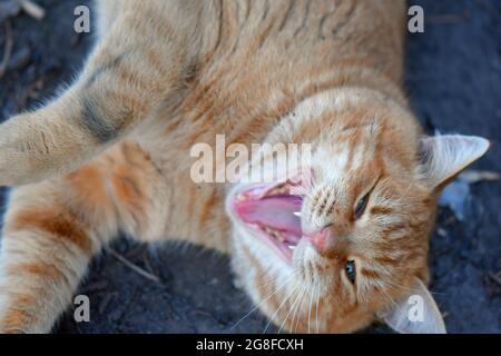 Closeup of a ginger cat lying on the ground yawning. Stock Photo