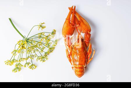 Boiled orange crayfish on the white background. Cooked freshwater delicious crayfish with dill. Top view. Copy space. Menu blank. Organic food Stock Photo