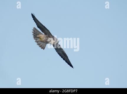 Peregrine, Falco peregrinus, Single juvenile in flight, Yorkshire, U.K., July 2021 Stock Photo