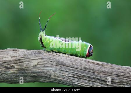 Large caterpillar of European puss moth (Cerura Vinula) or springtail close up in natural light Stock Photo