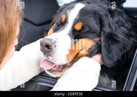 A woman squeezes the muzzle of a dog sitting in a car. The dog stuck its muzzle out of the window. A purebred Bernese Mountain Dog puppy. Close up outdoor portrait. The owner puts her arms around the dog's neck. Stock Photo