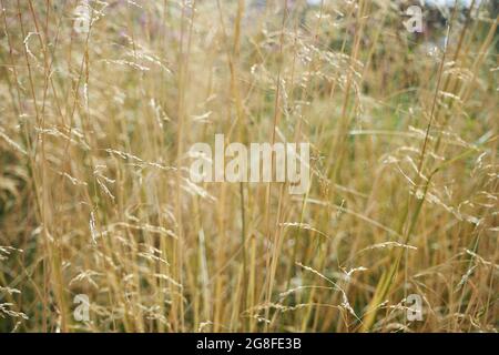 Field. Dry tall grass. Beautiful background, nature and countryside. High quality photo Stock Photo