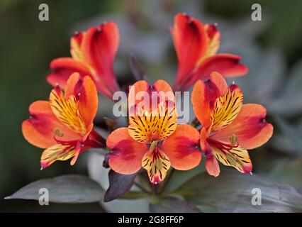 Alstroemeria Indian Summer (Peruvian Lily) Stock Photo