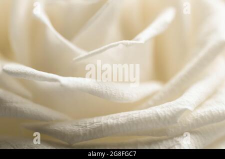 Rosa chinensis, white rose, macro close-up with fine details Stock Photo