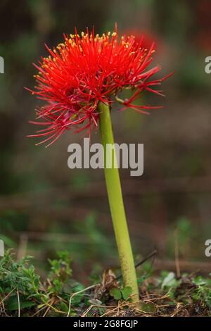 Fireball Lily - Scadoxus multiflorus, beautiful red flowering plant from African forests, Harrena forest, Bale mountains, Ethiopia. Stock Photo
