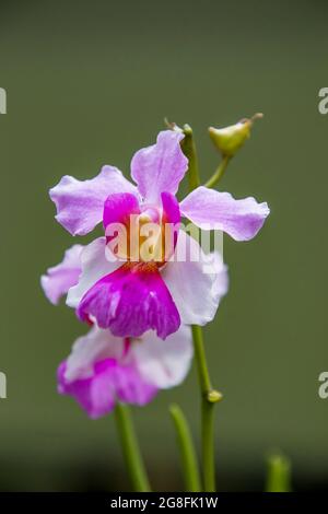 Papilionanthe Miss Joaquim is a hybrid orchid cultivar that is Singapore's national flower. Stock Photo