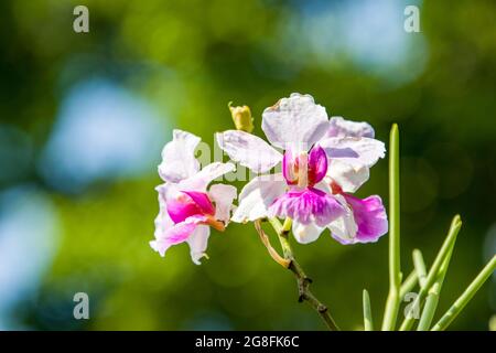 Papilionanthe Miss Joaquim is a hybrid orchid cultivar that is Singapore's national flower. Stock Photo