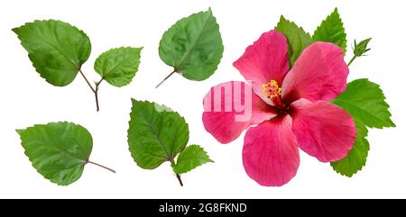 Hibiscus flower isolated on white background Stock Photo