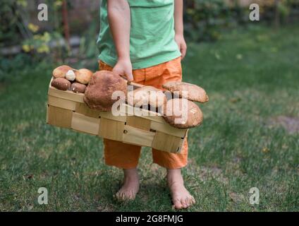 harvest of large and small fresh porcini mushrooms in a wicker basket in the hands of an unrecognizable child. picking autumn mushrooms. Hunting for f Stock Photo