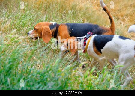 A cute puppy beagle playing with her mom outdoors in a grass meadow on a sunny summer day Stock Photo