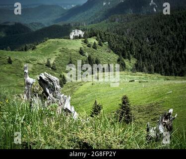 The dry roots of some fir trees on top of the mountain Stock Photo