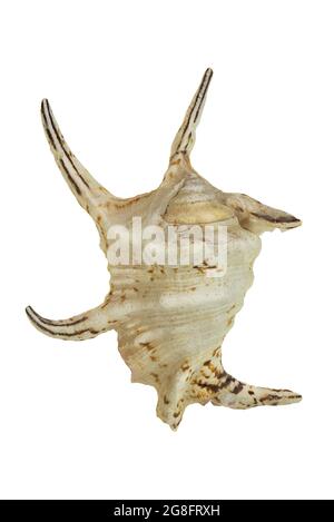 Large horned seashell with brown stripes on white isolated background. Marine concept. Cut out Stock Photo