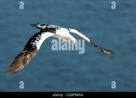 A sub-adult Gannet of 4 years of age is easily identified by the amount of black feathering still on the wing coverlets and back Stock Photo
