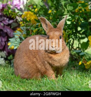 Dutch red rabbit Stock Photo