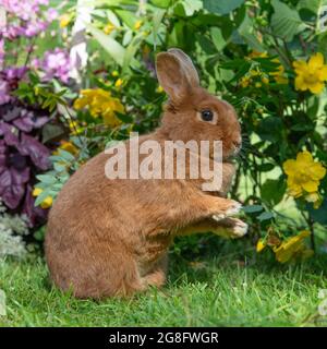 Dutch red rabbit Stock Photo