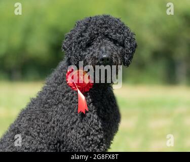 standard poodle with first prize rosette Stock Photo