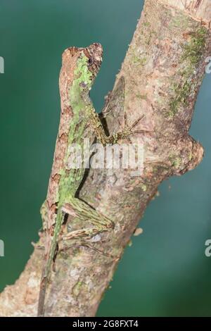 Pug-nosed anole lizard (Norops capito) camouflaged, Costa Rica, Central America Stock Photo