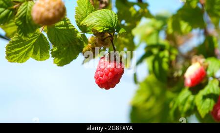 A single red raspberry hanging on a branch in summer Stock Photo