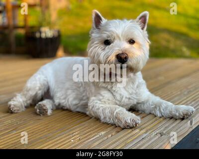 A cute white west highland terrier dog lying on wooden decking in the evening sun Stock Photo