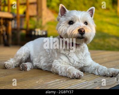 A cute white west highland terrier dog lying on wooden decking in the evening sun Stock Photo