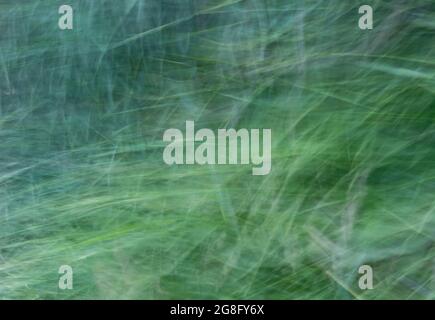 Abstract background of tall grass in green-turquoise shades. The photo was created by the movement of cameras at a long exposure. Stock Photo