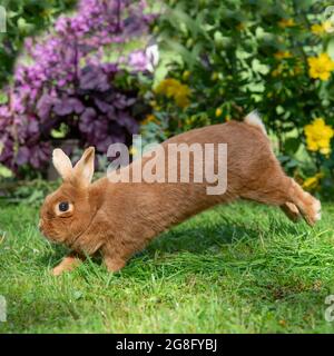 Dutch red rabbit Stock Photo