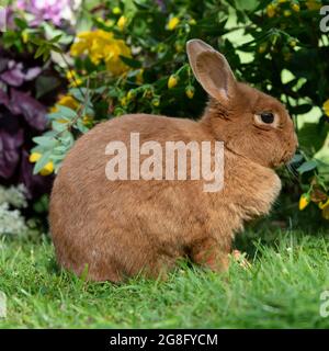 Thrianta rabbit Stock Photo