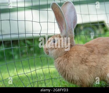 Side view of a Flemish Giant rabbit isolated on white Stock Photo - Alamy