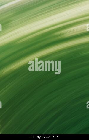 Vertical abstract green background of multicolored semicircles of curved lines. Photo effect. Stock Photo