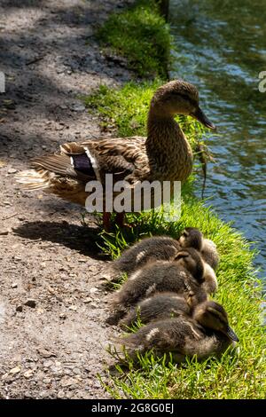Mallard duck family (Anas platyrhynchos), female with four young ducklings beside a river, UK Stock Photo