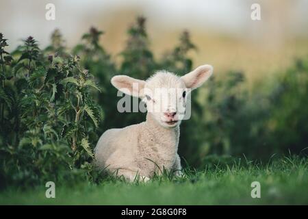 Young Spring Lamb lying in a field, Oxfordshire, England, United Kingdom, Europe Stock Photo