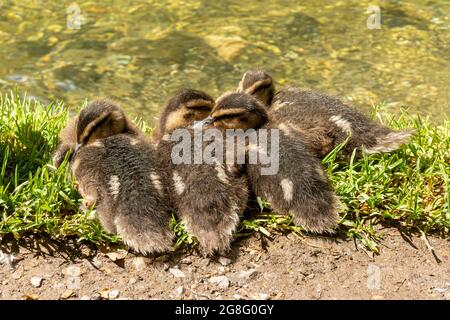 Four cute mallard ducklings (Anas platyrhynchos), duck family on a riverbank, UK Stock Photo