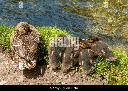 Mallard duck family (Anas platyrhynchos), female with four young ducklings beside a river, UK Stock Photo