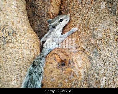 Closeup shot of a small chipmunk on the tree trunk Stock Photo