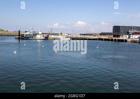 European herring gulls in the harbor in Hvide Sande, Denmark. Unlike many flocking birds, European herring gulls do not engage in social grooming and Stock Photo