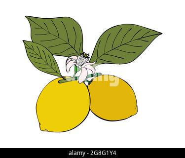 Lemon branch with leaves fruit flower, black contour, hand drawing doodling, isolated on white background. Vector illustration Stock Vector
