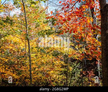 different colour trees in the fall Stock Photo