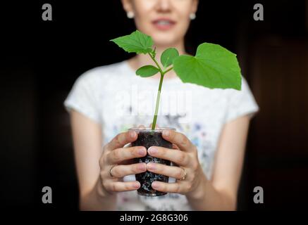 The girl is holding a black pot with a green plant on a dark background. Seedlings of cucumbers in a pot, ready for planting in the ground. Environmen Stock Photo