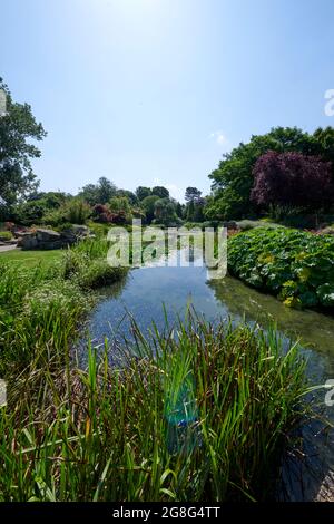 Water lily flowering in a large pond, UK GB. during the summer in the UK, GB. Stock Photo