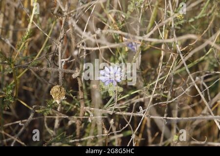 Beautiful blue chicory flower , blooming in the wild Stock Photo