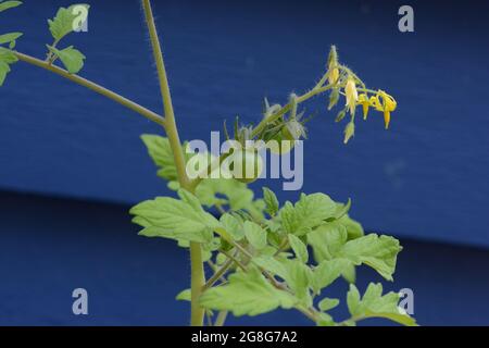 Tiny green cherry tomatoes ripening on the stem. Stock Photo