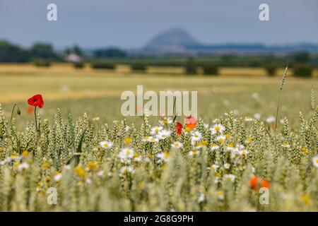 East Lothian, Scotland, United Kingdom, 20th July 2021. UK Weather: hot and sunny: the recent hot dry weather has turned the green crop fields golden yellow in the sunshine. Pictured: Berwick Law can just been seen through the haze across a wheat field with poppies and wildflowers growing in it Stock Photo