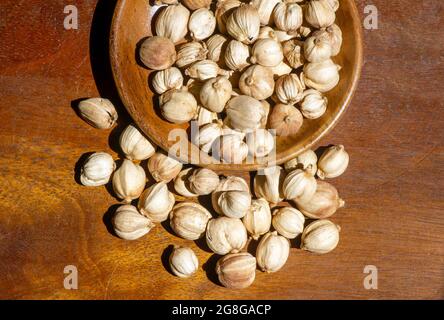 Kapulaga Jawa or Javanese cardamom (Amomum compactum), a type of 